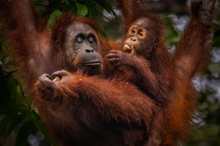 067 Kuching, semenggoh natuurreservaat.jpg